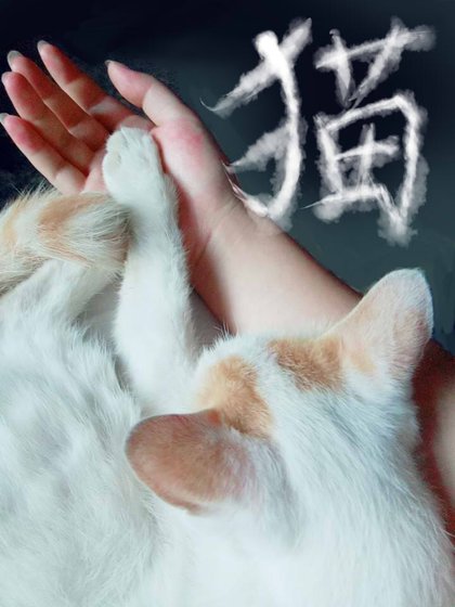 《貓》
