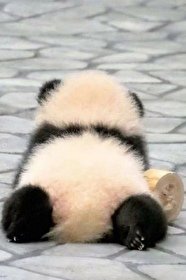 《熊猫幼崽,为爱低头》
